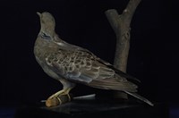 藏品(金背鳩)的圖片